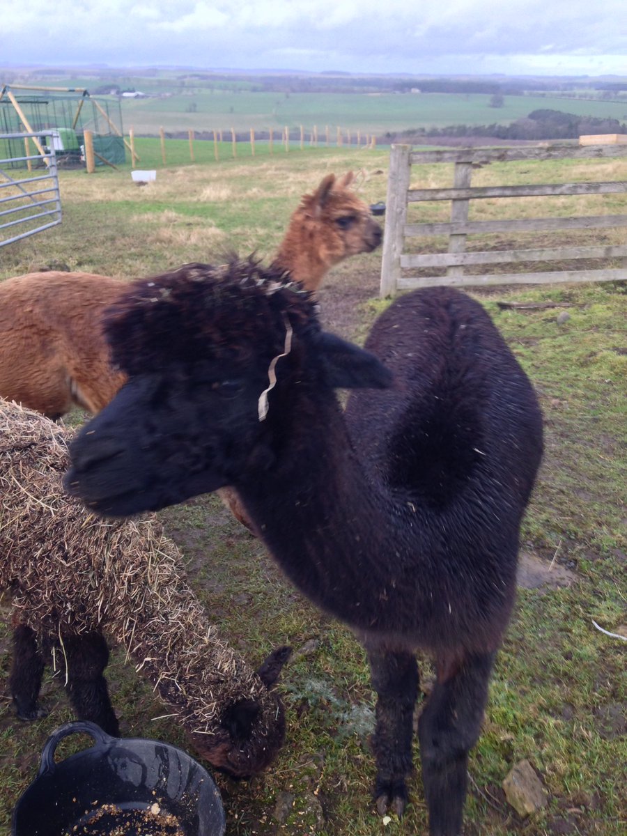 BingfieldAlpac1's tweet photo. Good morning Twitter bit of of a dull damp day in Northumberland so more hay needed like mother like daughter 🙈🙈#nothingicando #unruly #MondayMotivation #MondayMorning #LastDayof2018 #followyourdreams #lovemyjob #NorthEast https://t.co/36l4f9bypl