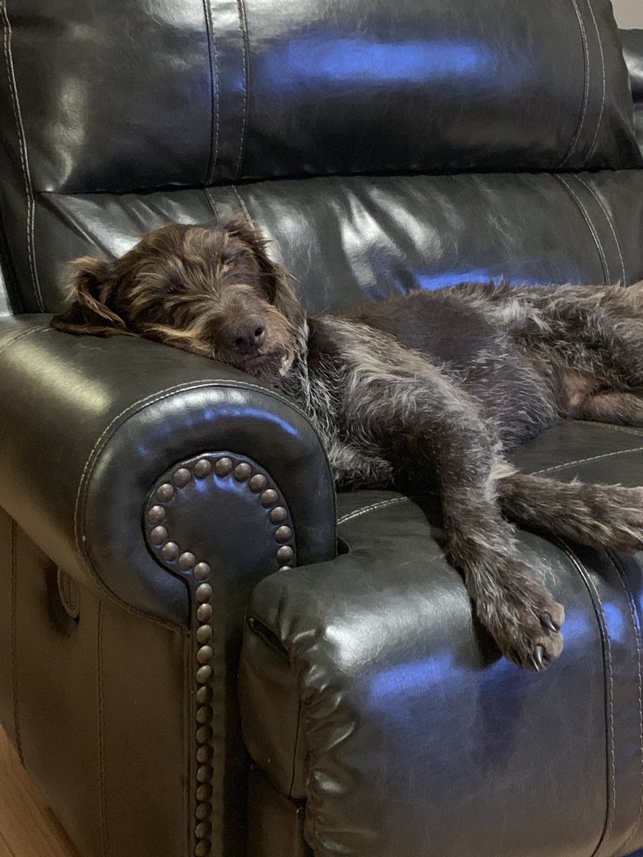 bbrady81's tweet photo. Chasing roosters all day is hard work! #gwp #versatilegundogs #gundogs #mudcreekhunts https://t.co/d3YZw7qp8E