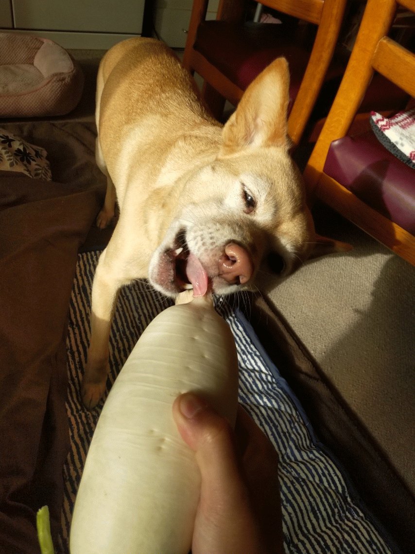 おそロシ庵 辛味大根が好きな犬 おそロシ庵 辛味大根が好きな犬