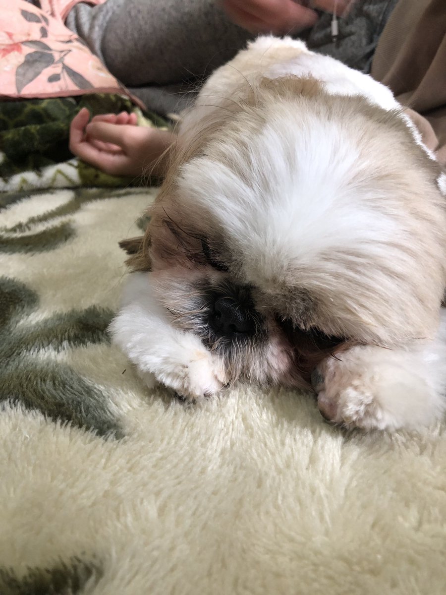 Pan4676's tweet photo. 寝てる https://t.co/JDJqC1Q8nK