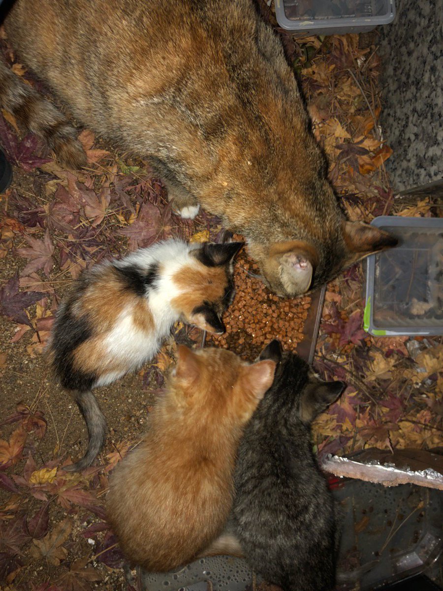 deokgulife's tweet photo. ! 고양이 임보 입양처 구해요 !
2-3개월된 점박이 여아인데요 
몸이 약해서 지인 집에서 잠깐 보호하고 있었는데 지인이 고양이알러지가 너무 심해서 급히 임보/입양처를 찾고있습니다ㅠㅠ

지역은 서울이구요ㅠㅠ 디엠 부탁드립니다 https://t.co/zJaZoqjsS2