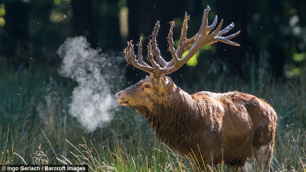 oh_deeeer's tweet photo. 3000 follows, wow, thanks you guys, we really hit the bigtime, heres to 3000 more next year! 
for real tho, i appreciate each and every one of you, and im actually tearing up a bit, so just look at the deer picture ok? god im so embarassed, i swore i'd keep it together https://t.co/5TVKUc70Cq