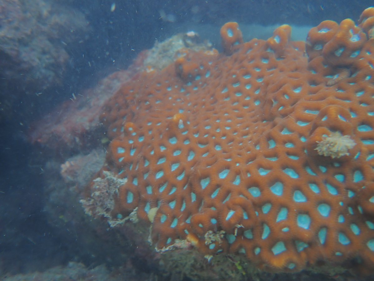 MZahirulislam1's tweet photo. Marine life #exploration in the #BayofBengal by #MarinelifeAlliance..part of #SeaTurtleProgram...integrated with #natgeo #exploreres project..Program continue from Sundarban to St. Martin Island..coast, open water and underwater with ROV..many things will be shared in near future https://t.co/nhwytriq4l