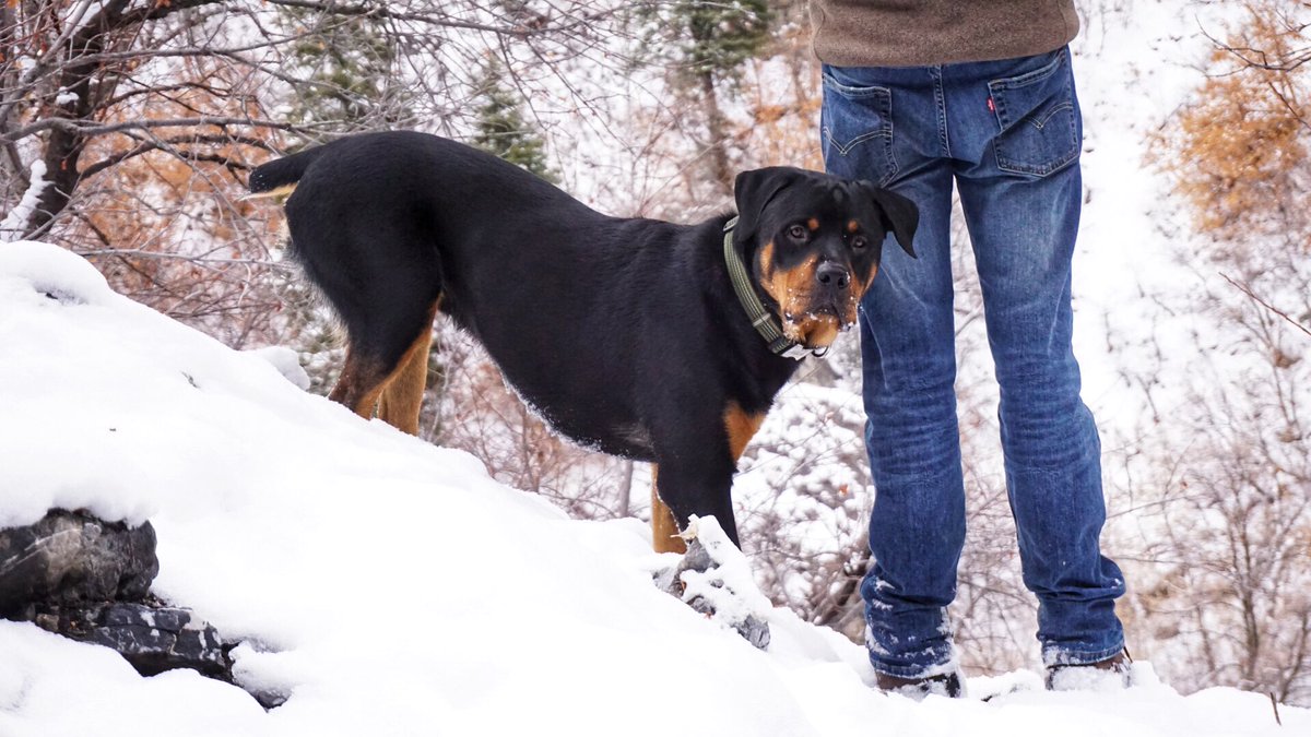 justingroach's tweet image. My dog is epic