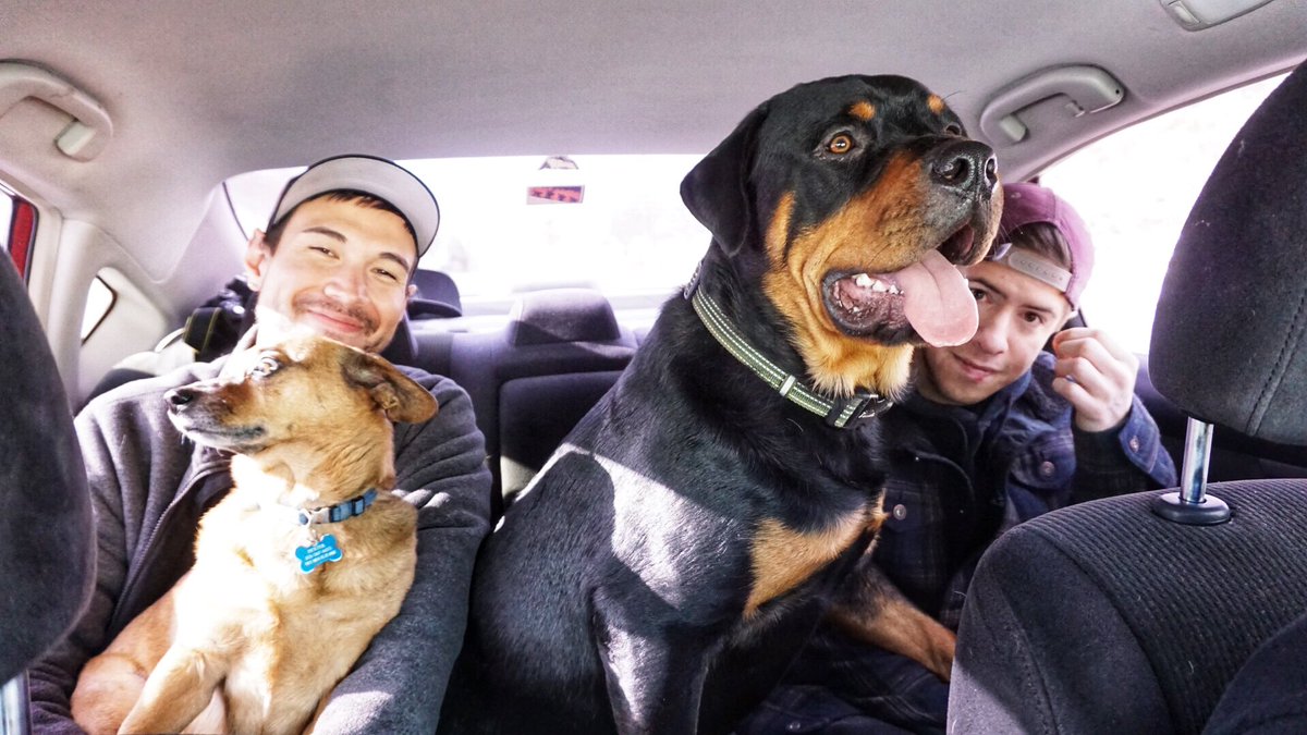 justingroach's tweet image. My dog is epic