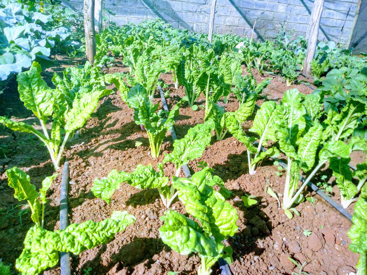 DeliveriesHomey's tweet photo. FRESH and ORGANIC straight from the farm.
Place your orders at https://t.co/Yr14MfkcvR and get your groceries delivered to you for free!!
#homey #homeydeliveries #delivery #ecommerce2018 #Christmas #NYE #2019HealthGoals https://t.co/l1yRANIYUB
