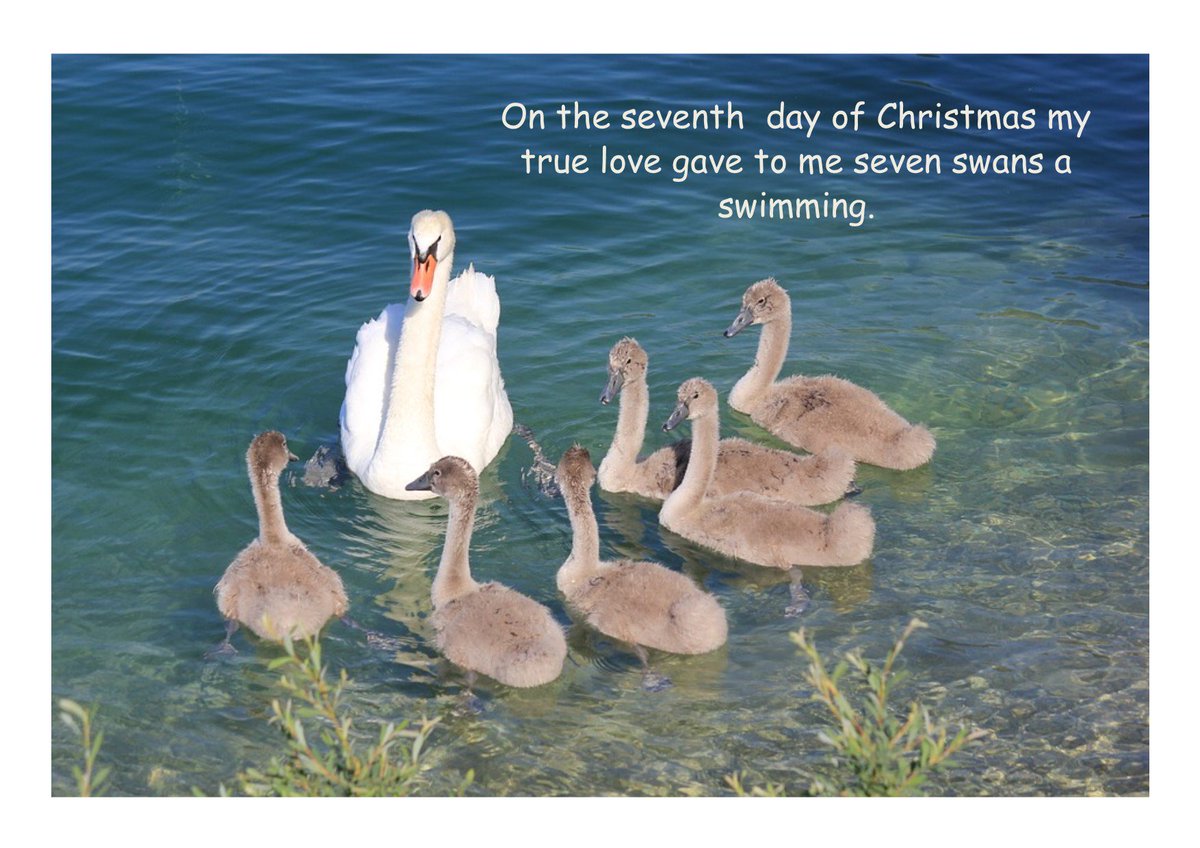 On the seventh  day of christmas my true love gave to me seven swans a swimming