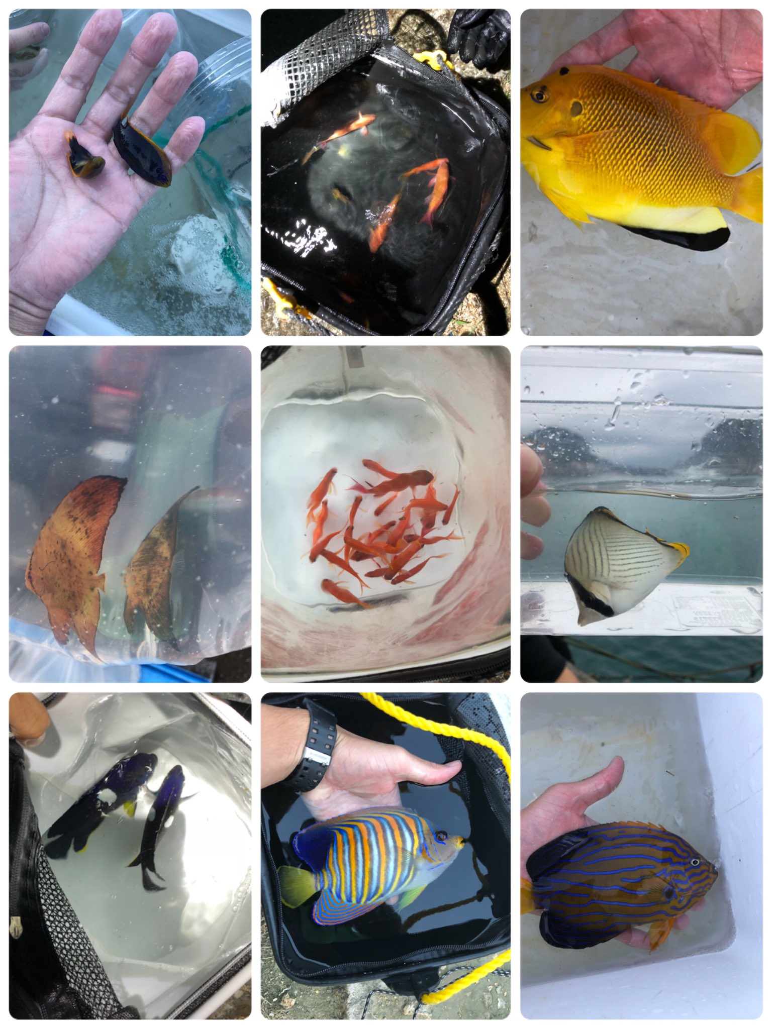 海水魚採集 Twitter Search Twitter