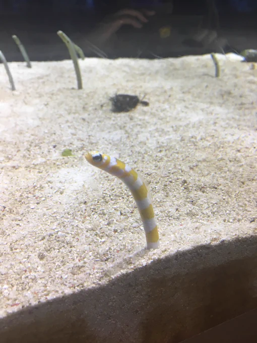 今年最後は東京行って水族館や肉食い行ったり、死ぬほど笑ったりラーメン食べたりと楽しい年末でしたお付き合いしてくれた方々に感謝 