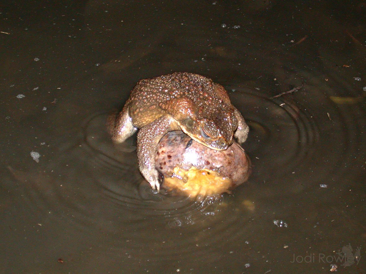 jodirowley's tweet photo. @1KarenWyld @MrMeMock Male Cane Toads often get a bit carried away. This AMAZING video reminds me of the time I found a Cane Toad trying to mate with a rotting mango in North Queensland! 🤣 https://t.co/g2kUBvOUV1
