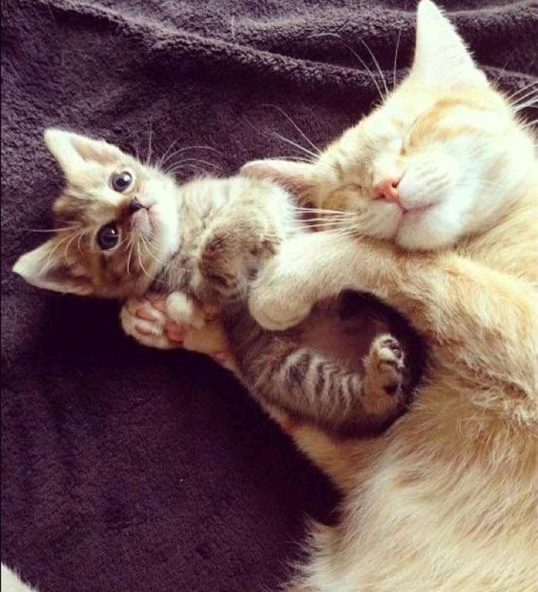 Котенок обнимает маму