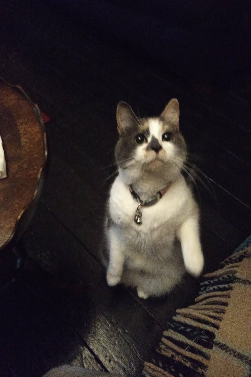 HSRHPrincess's tweet image. My most 'famously' known pose since the first day I learned how to beg mummy for a treat. It's officially called my "Oliver pose" .."Please sir, may I have some more?"...tip to other kitties, it's ALL in the big EYES! ;)