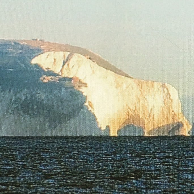 Happy New Year from Chalky the Needles polar bear! #IsleofWight
