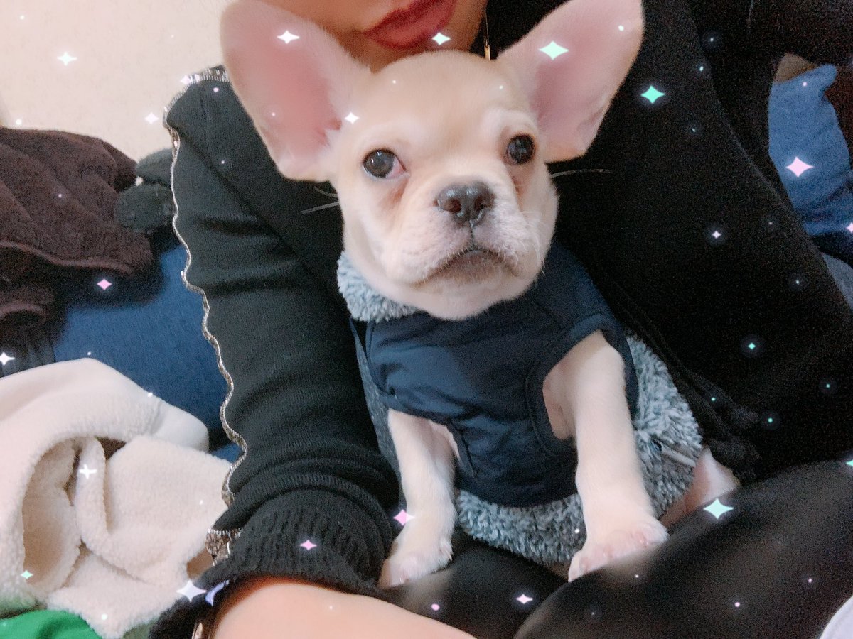 ms01310329's tweet photo. 新しい家族👪❤️ 諭吉くん🐶笑 https://t.co/Y0Exr21GSN