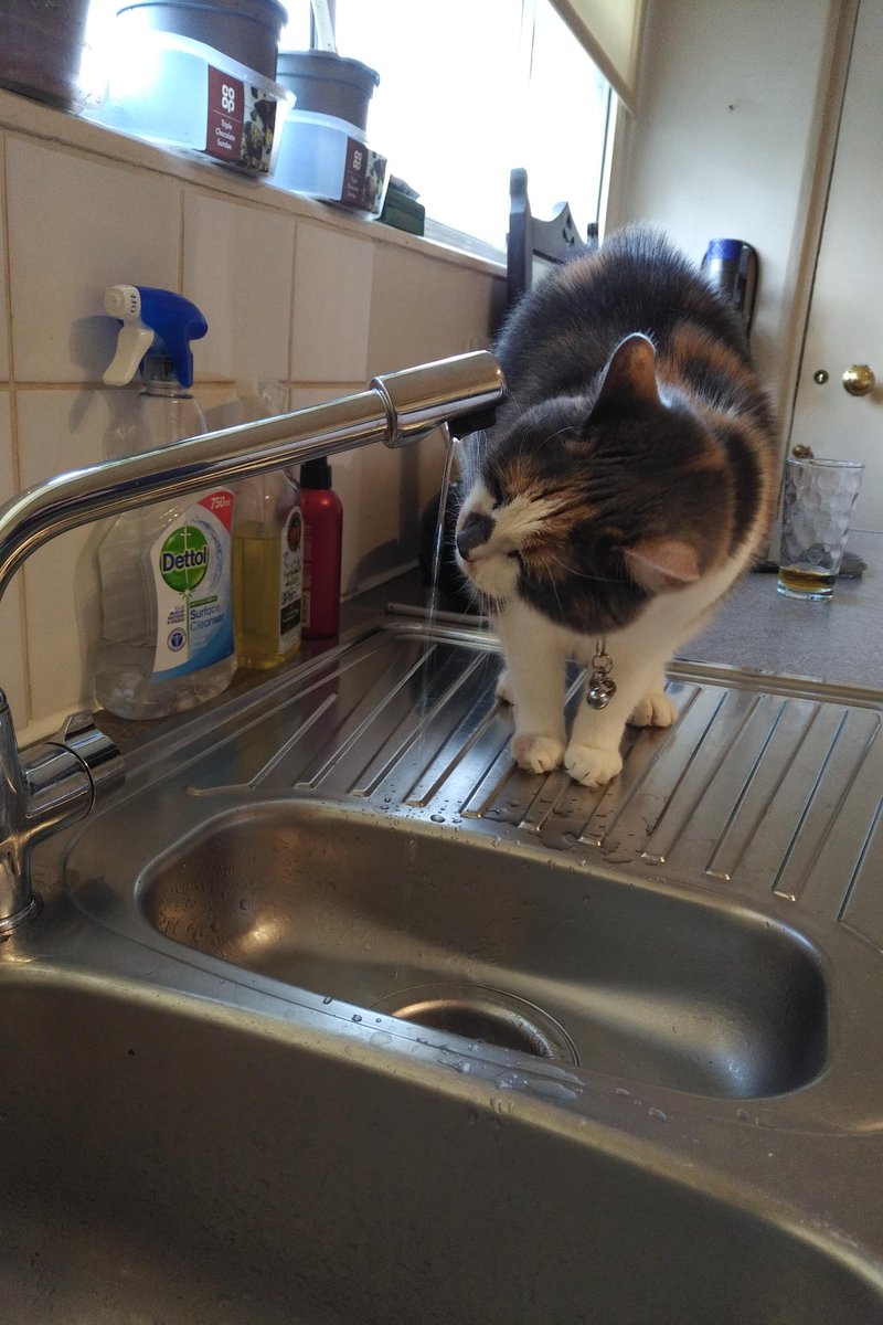 HSRHPrincess's tweet image. Part of the day in a life of a pampered spoilt kitty ;)