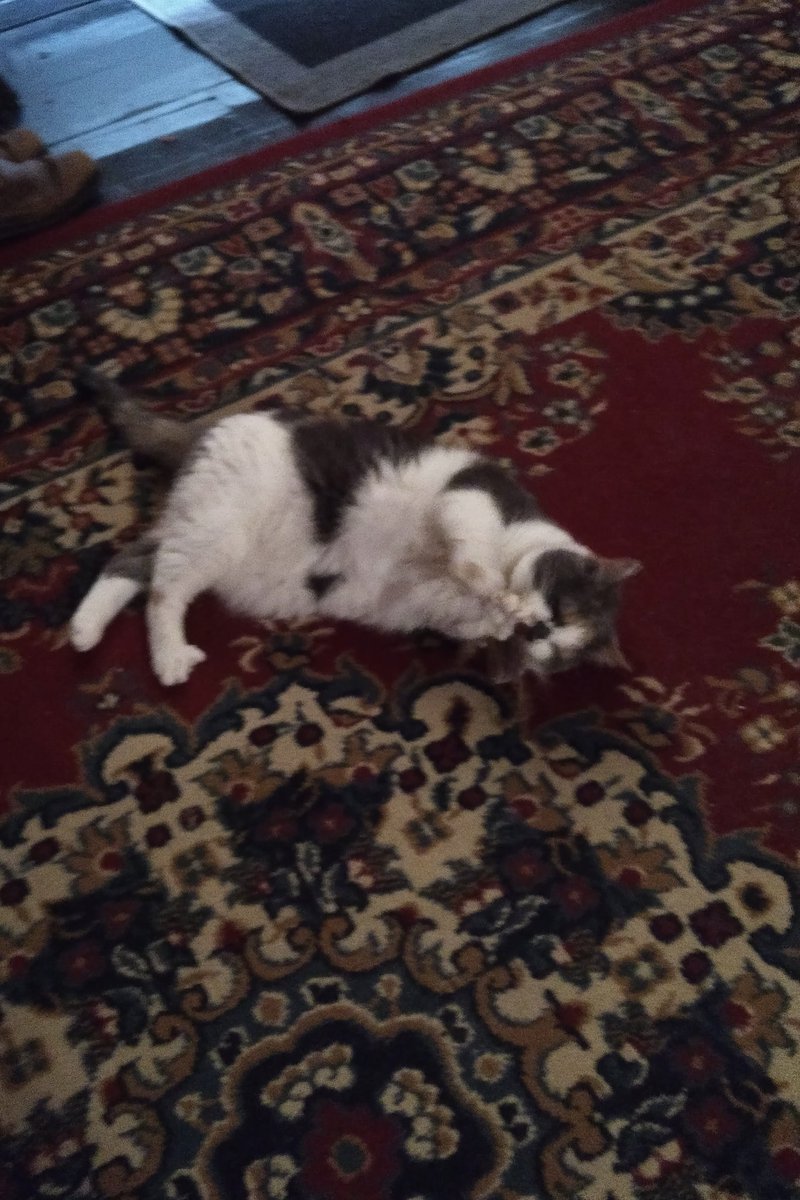 HSRHPrincess's tweet image. Part of the day in a life of a pampered spoilt kitty ;)