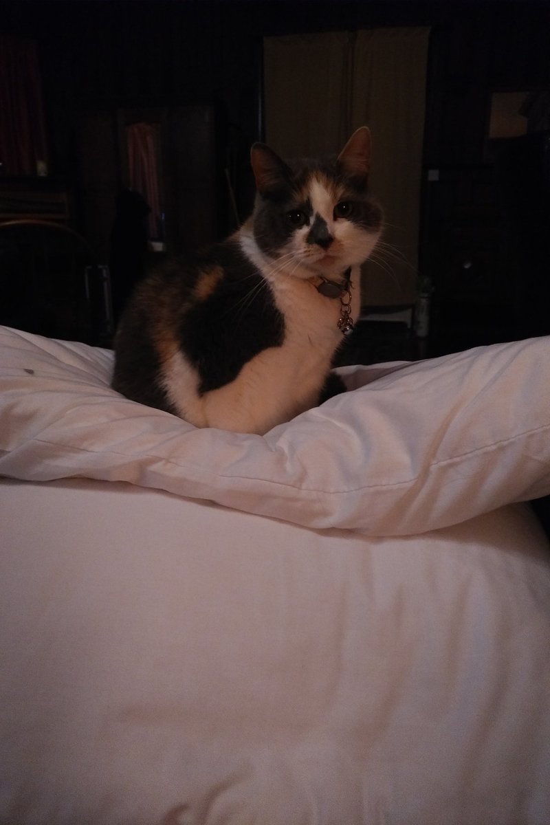 HSRHPrincess's tweet image. Good morning Tweeties:) I've stolen mummy's pillow and won't let her make the sofa bed now until I AM ready to move!