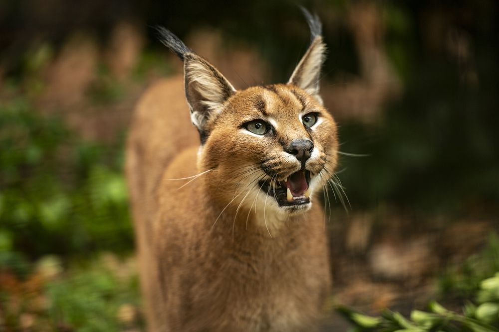 #BCSDidYouKnow that the #Caracal is a solitary animal, only interacting with others for mating purposes. Our bachelor boy Griffin doesn't seem to mind too much! 
photo credit: Colin Langford
#CatFactMonday #wildcats