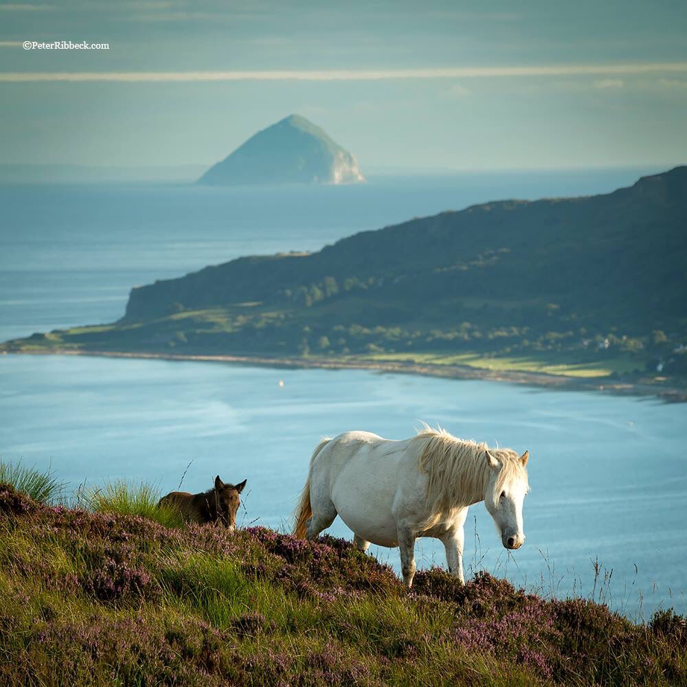 The view from the top of Holy Isle looking to Kingscross on Arran and Ailsa Craig in the distance #IsleOfArran #HolyIsle #AilsaCraig #AyrshireAndArran @VisitScotland