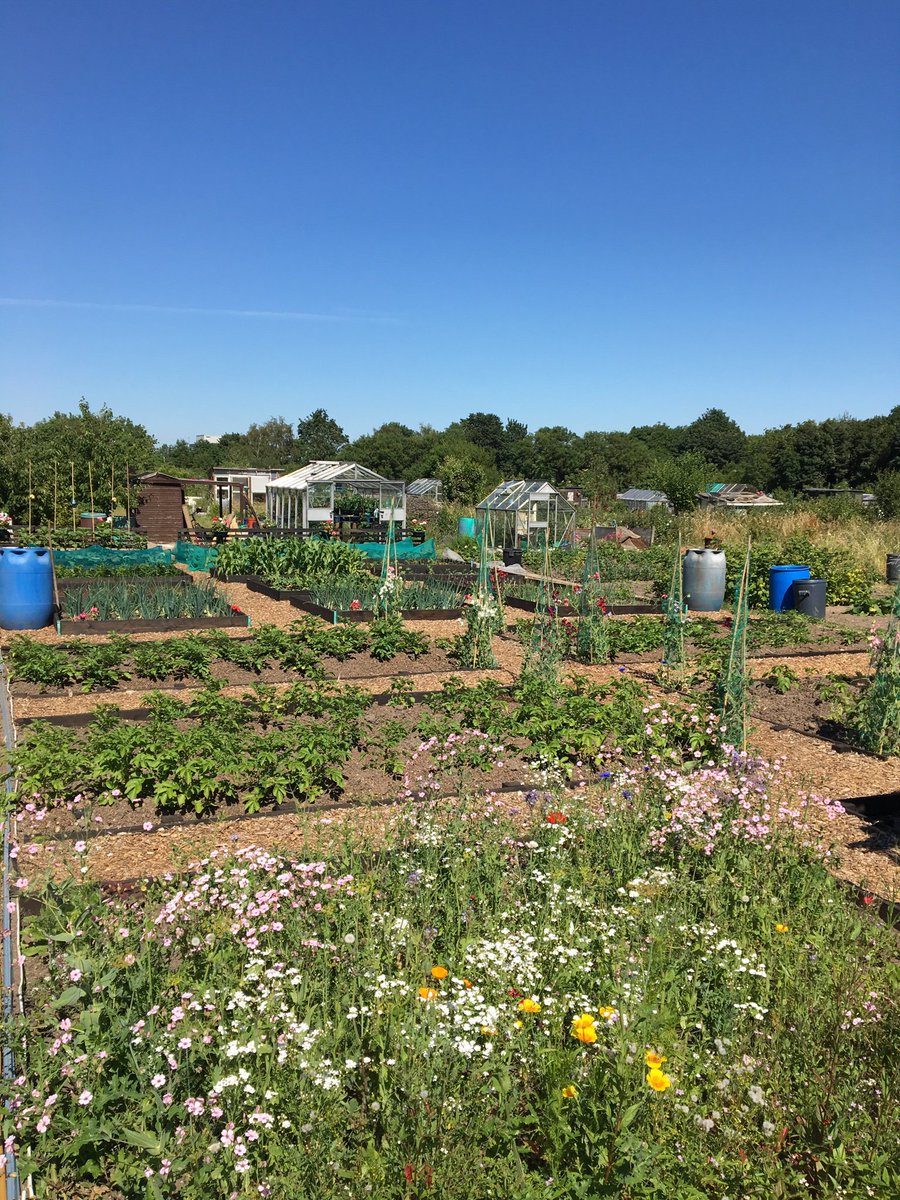 The VegPlot Man tweet media