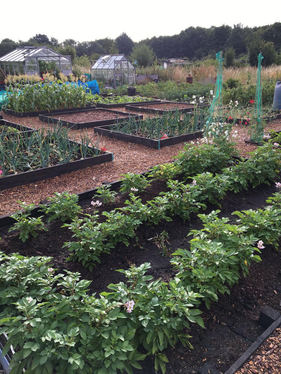 The VegPlot Man tweet media