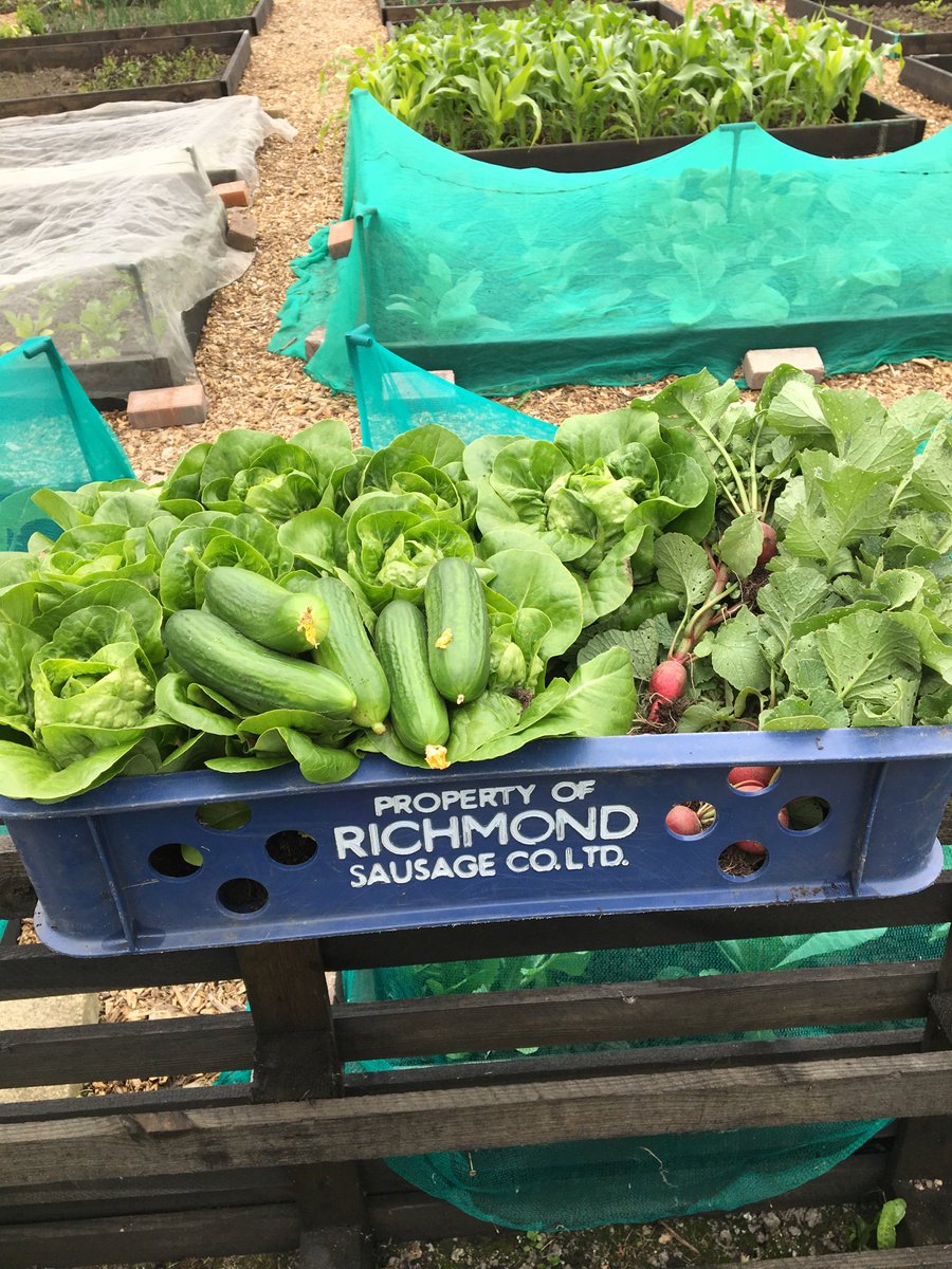 The VegPlot Man tweet media