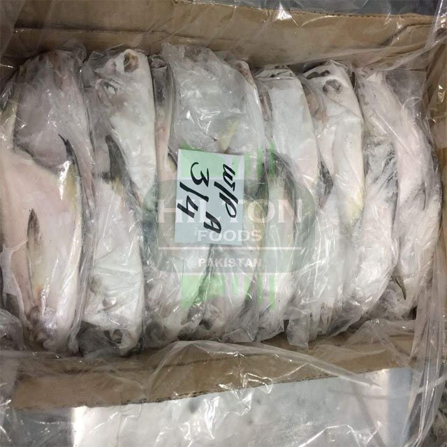 High Quality Frozen Silver Pomfret Fish - Best Price from #Pakistan
$13 - $16 per Kg
Minimum Order - 28 MT (28000 Kg)

Contact: 
WhatsApp: +923092343853
Email: hiltonfoodspk@gmail.com
Skype: hiltonfoodspk
alibaba.com/product-detail…
#SilverPomfret #PomfretFish #FrozenSilverPomfret