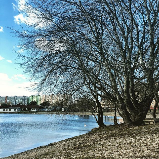 erichstark's tweet photo. #drazdiak #prechadzka #labute #zimnyzivot #petrzalka https://t.co/IEKfk0mqRr https://t.co/qnuoBA78Xs