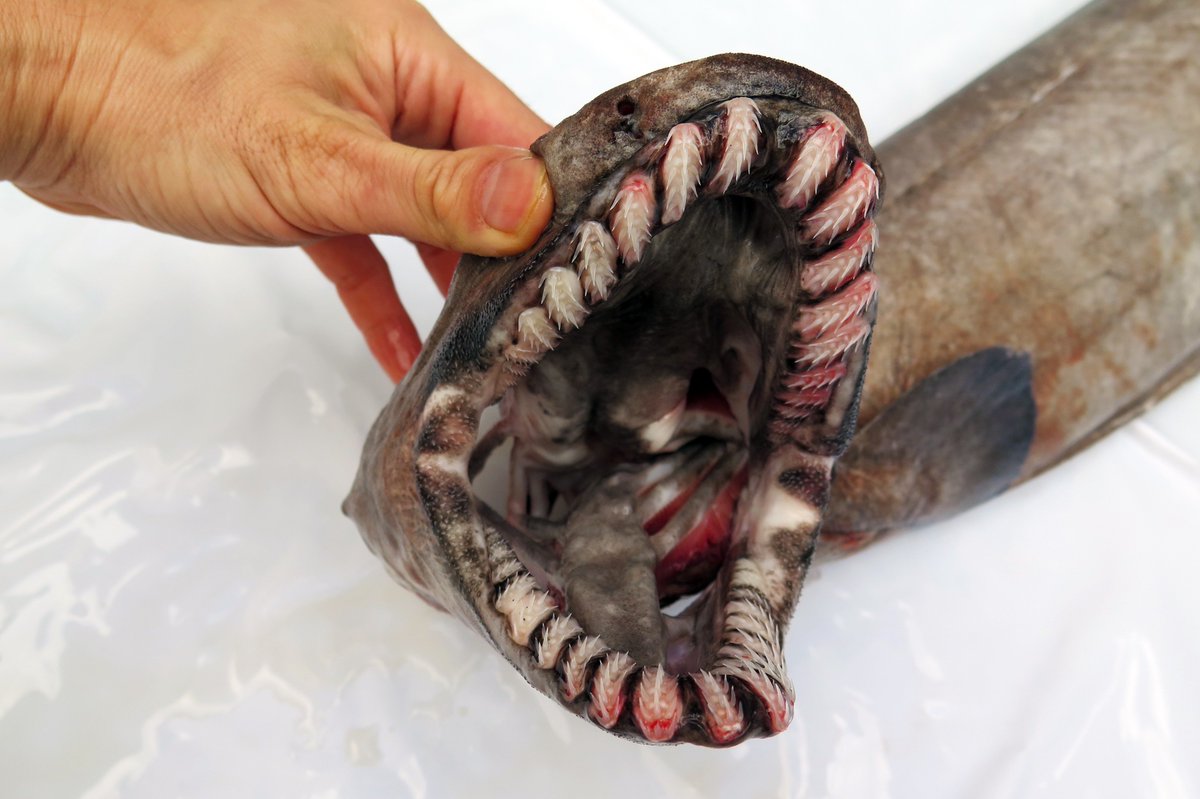 冨田伊織 新世界 透明標本 Sur Twitter そしてラブカの超特徴 口 と歯 おおおぉぉ これはスゴイ 昨日自分で持ってたとは思えないくらい なんかギザギザで超スゴイ あと口がデカくて自分の半分くらいあるタコやイカなんかを食べるのだとか