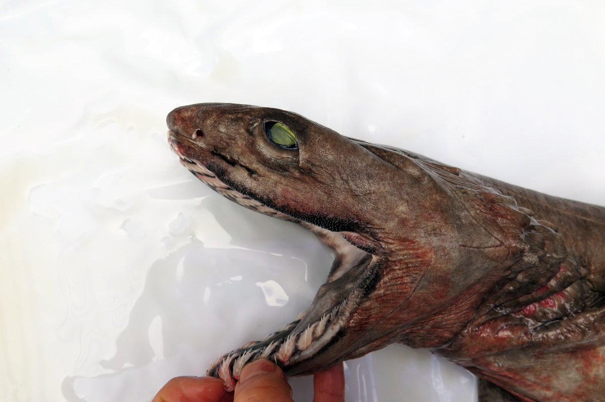 冨田伊織 新世界 透明標本 Sur Twitter そしてラブカの超特徴 口 と歯 おおおぉぉ これはスゴイ 昨日自分で持ってたとは思えないくらい なんかギザギザで超スゴイ あと口がデカくて自分の半分くらいあるタコやイカなんかを食べるのだとか