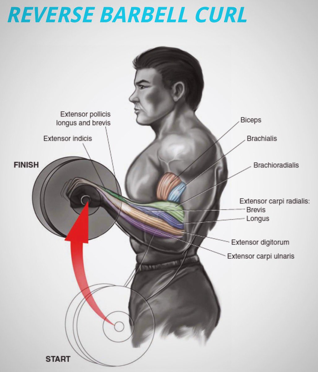 Reverse Barbell Curls