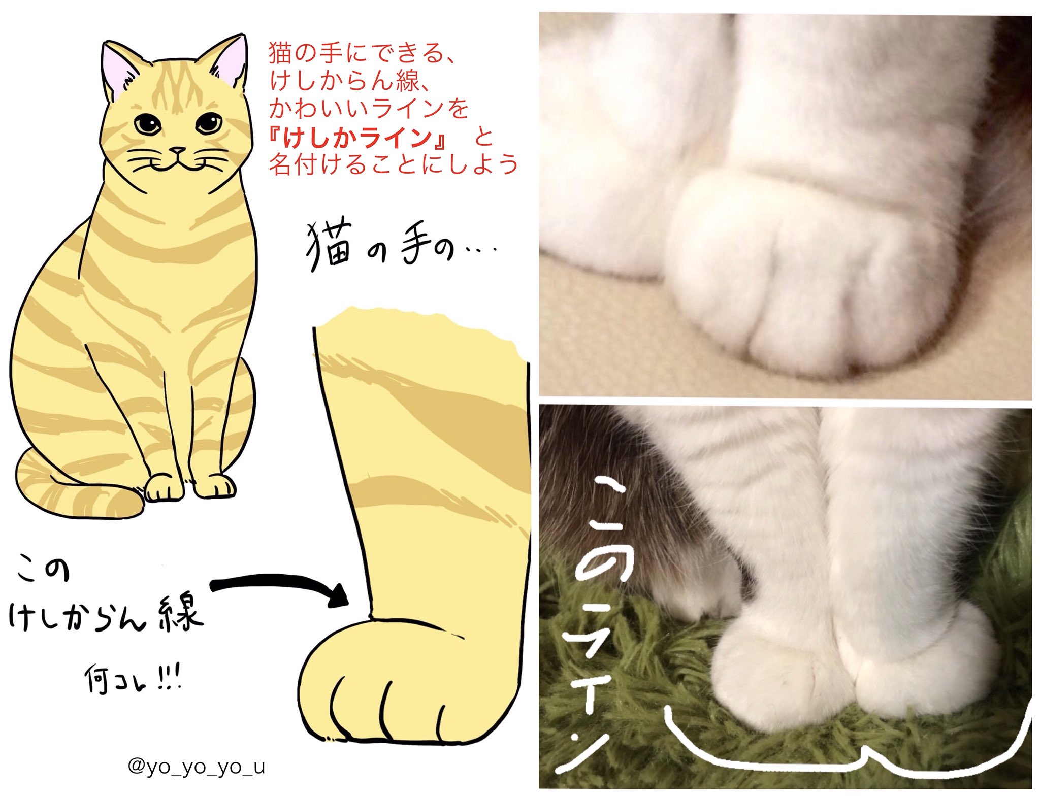 卯月よう ネコホスト連載中 今年も猫年でした 今年の4枚