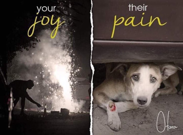 Be kind to our beautiful faithful companions on New Years Eve. Spare a thought for the fear they go through. Stop fireworks <a href="/spca/">S</a> <a href="/MasterMaMo/">Mohamed Moolla</a> <a href="/jessicamanos/">Jessica Manos 🥂</a> <a href="/MercyForAnimals/">Mercy For Animals</a> <a href="/ASPCA/">ASPCA</a> <a href="/spcaoftexas/">SPCA of Texas</a> <a href="/sfspca/">San Francisco SPCA</a> @AnticrueltySoci @ER24CEO <a href="/EMER_G_MED/">EMER-G-MED EMS</a> @Nicol3tt300 <a href="/Fidelity_Secure/">Fidelity Services Group</a>