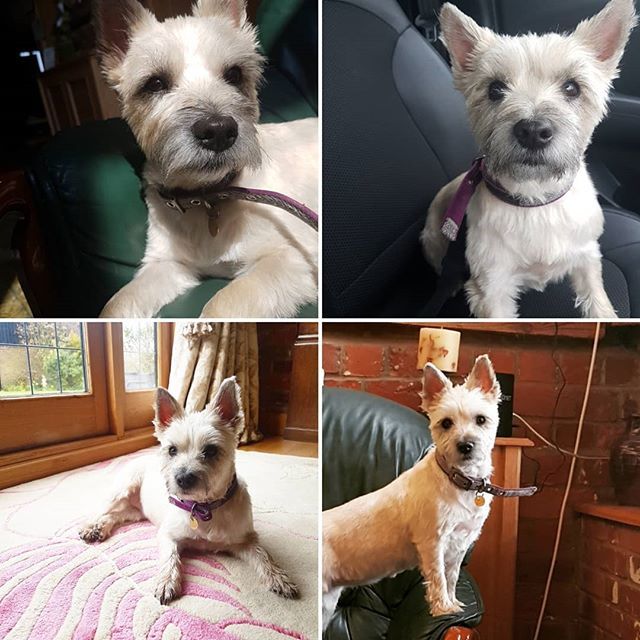 MeelaDog's tweet photo. It's my birthday, it's my birthday... ise 4 today, my mumma says I should be better behaved now I'm older.... pah why ruin the fun. #birthdaycairn #doesthismeanigettreats #happy #4 #cairnterrier #cairnstagram #cairnsoftheworld #cairnterrierworld #terrier… https://t.co/IkRU1Fyars https://t.co/HyeRVBHdbV