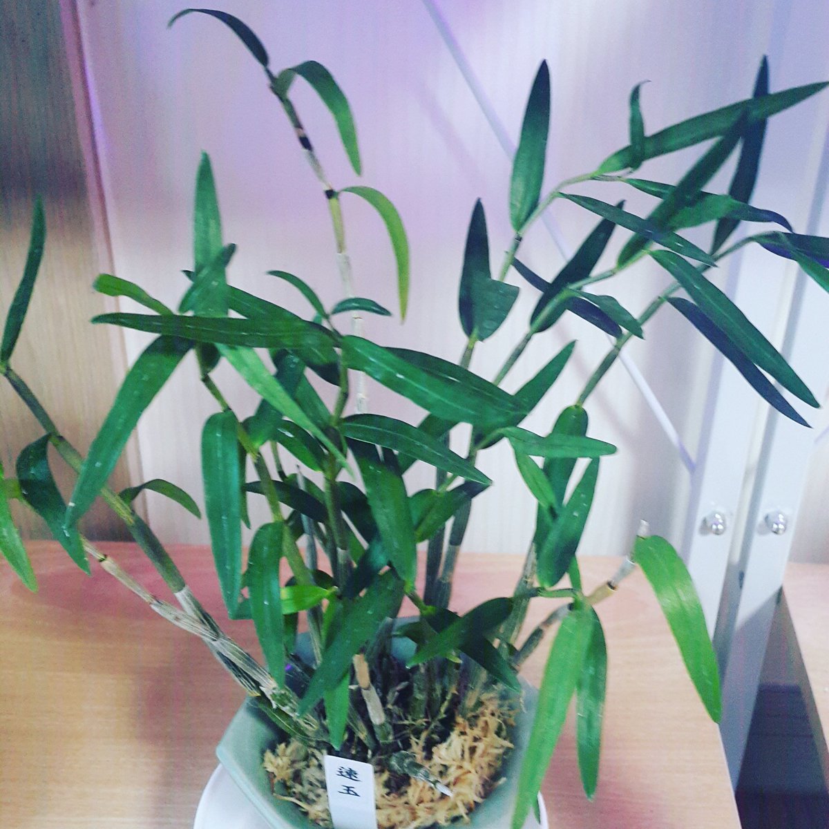 석곡으로 시작하는 2019년 새해복 많이 받으세요