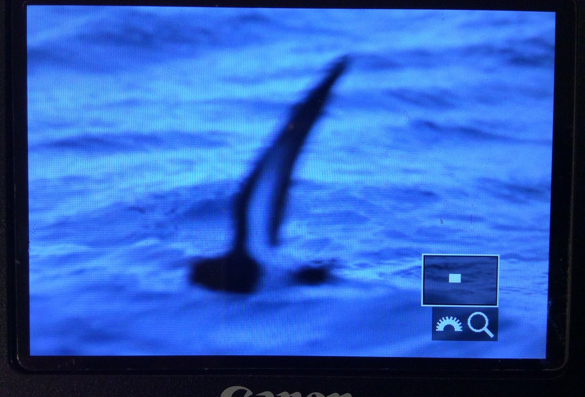 Dec 31, 2018 off shore of Hobart, Tasmania
New Zealand Storm-petrel !!!!!!??????