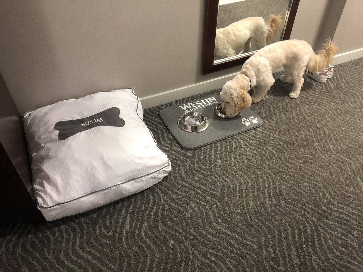 Travelers with dogs will be thrilled with the accommodations <a href="/Westin/">Westin Hotels</a> in Richmond on W. Broad Street. #travellingwithpets #lovemydog #minigoldendoodle