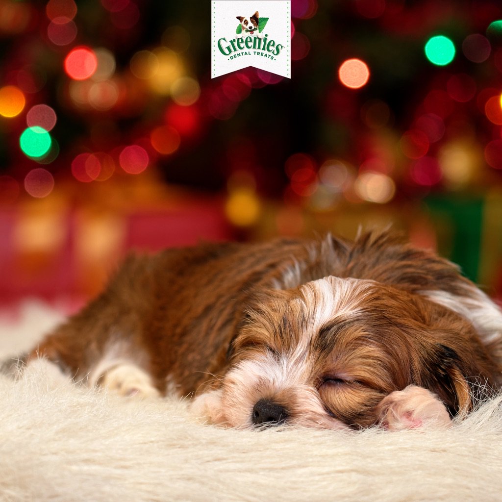 Fancy a new way of ringing in the New Year with your doggo? Why not try one of the suggestions in this great article ow.ly/Powb30mVRf1