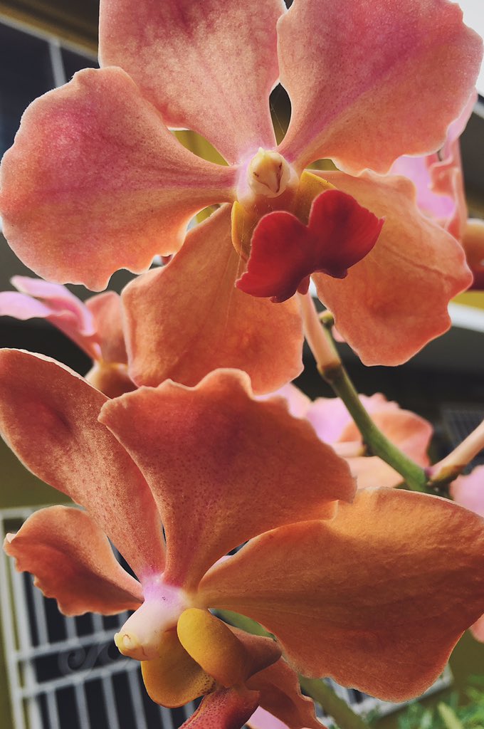 its_tjaiy's tweet photo. Last flower post for 2018 😅😆 #2018Highlights #NewYearsEve https://t.co/4XKGMMzE1S