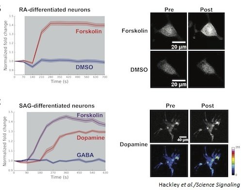 scisignal's tweet image. cAMPr: A genetically encoded single-wavelength fluorescent sensor for cyclic AMP. bit.ly/2BT8AJR @nyuschoolofmed @justinblau01 #cellimaging #BestOf2018