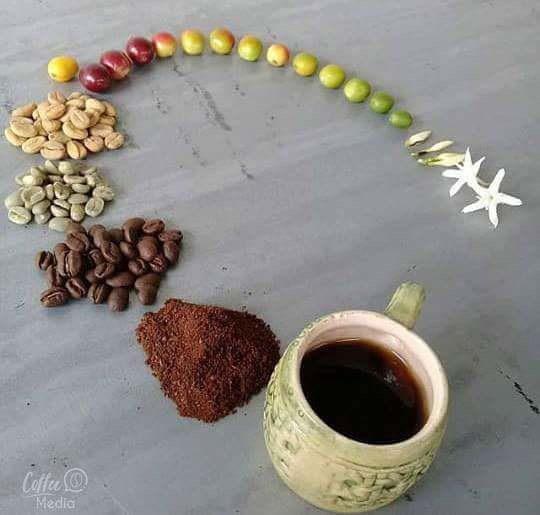 onurkemalkoc's tweet photo. Kahvenin yaşam döngüsü 🤔

Lifecycle of #Coffee https://t.co/9BEKL9S9pp