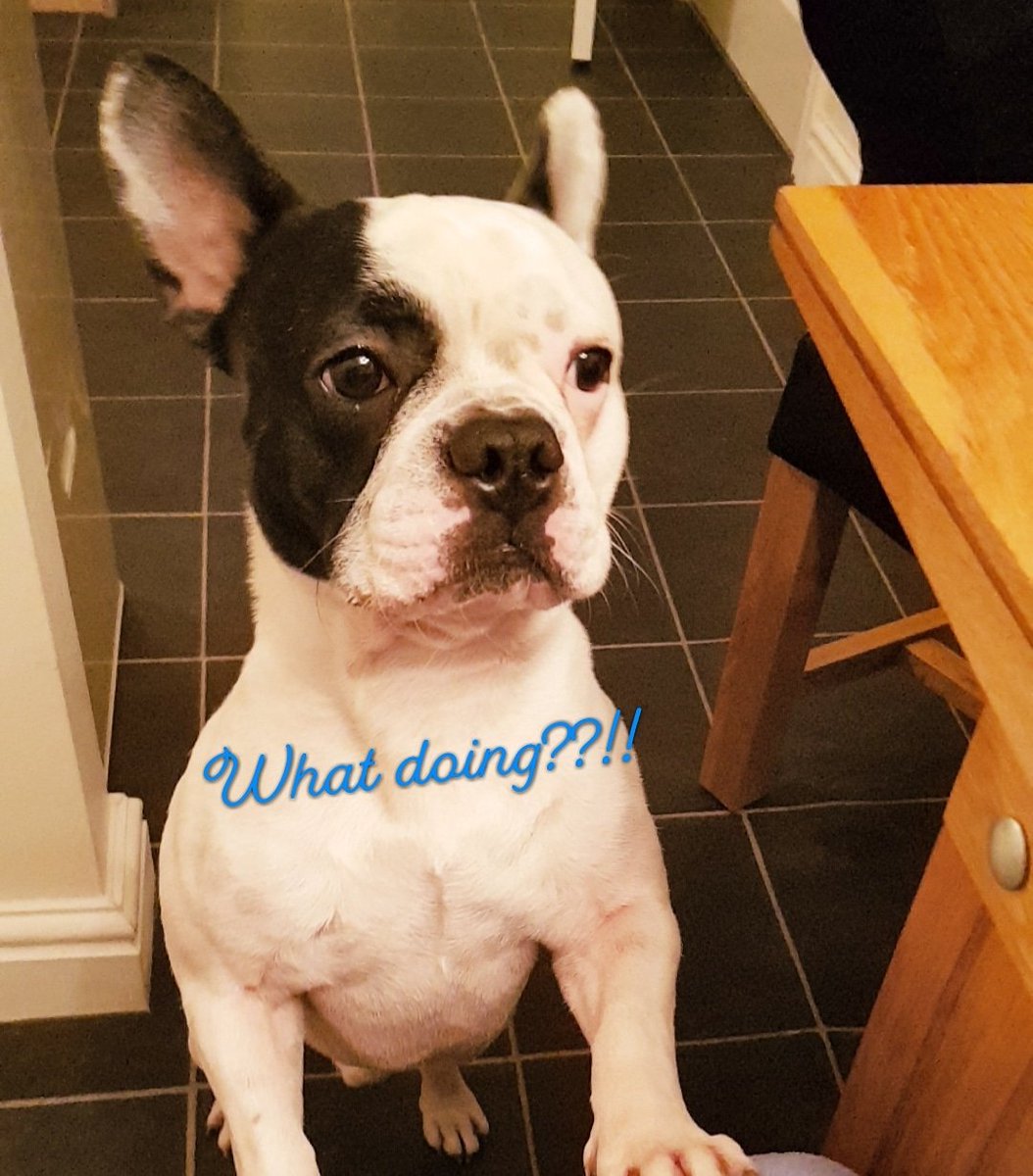 whatsfreddoing's tweet image. They eatting without me

#whatdoing #fredsays #wheresmine #imhungry #whatyoueating #whatyoudoing #canihavesome #please