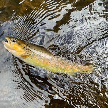 dryflypowder's tweet photo. Feedback from an Australian customer
“I have used it on a couple of occasions lately whilst fishing a local stream here in Southern Tasmania.I tried the powder on both Klinkhammer and Tasmanian Possum fur emerger patterns.The powder works well, the brush… https://t.co/oHpP22c5Q5 https://t.co/Tj4Q97yEMD