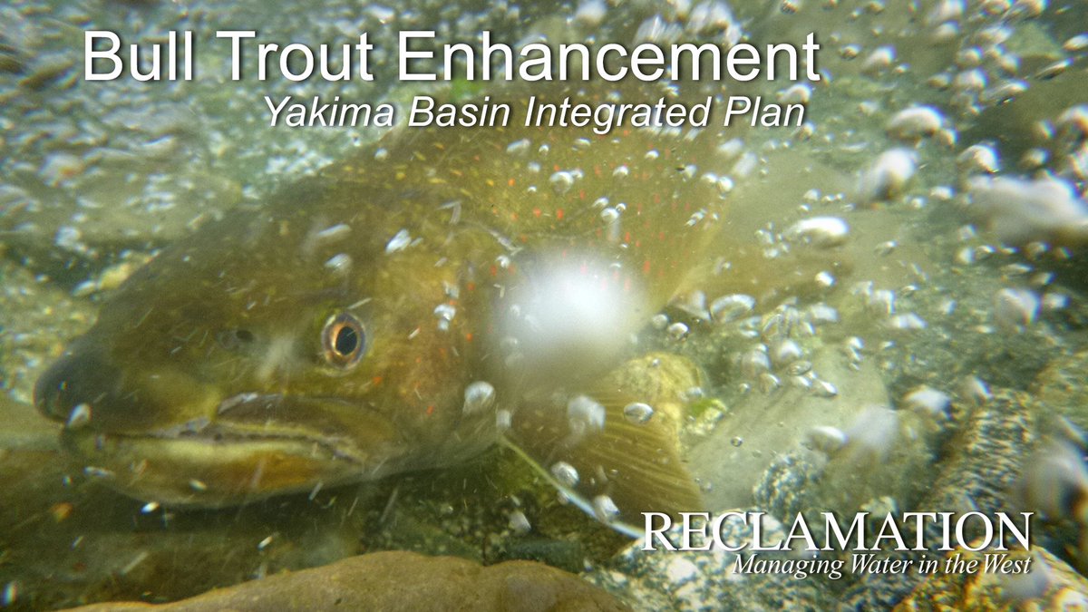 usbr's tweet photo. The Bull Trout Task Force in the Yakima Basin aims to improve bull trout habitat by removing recreational rock dams, monitoring population &amp; passage conditions, assisting with projects, &amp; public outreach. #YakimaWater 

Check out this video to learn more: https://t.co/uuZmkQzZXk https://t.co/Rw8gJ6i91W