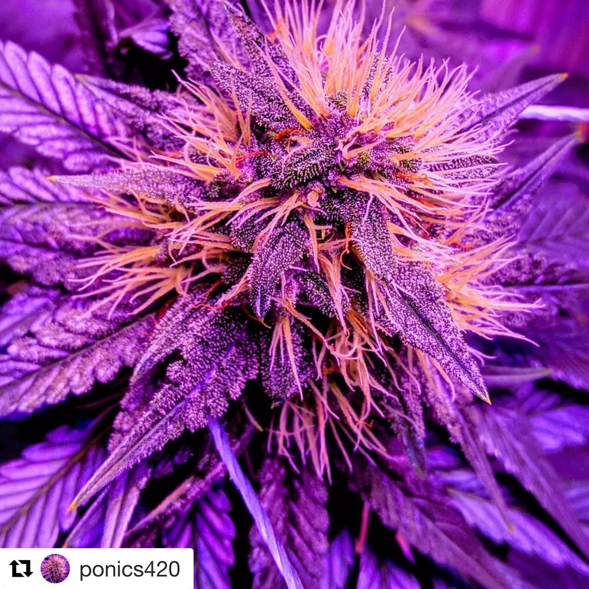 cloudponics's tweet image. Grown with CLOUDPONICS by @ponics420 Amazing work 👏 🎉 ・・・
#cloudponics #weed #ganjafarmer #cannabisgrow #homegrown #420life #pot #purplekusk #hydroponics #hydroponicsystem #urbangrower