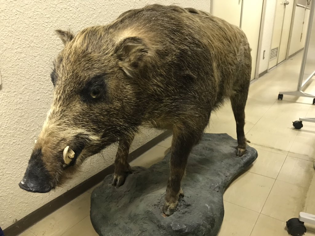 ようこそイノシシ年。 と言っても、うちにはイノシシもブタもおりませ