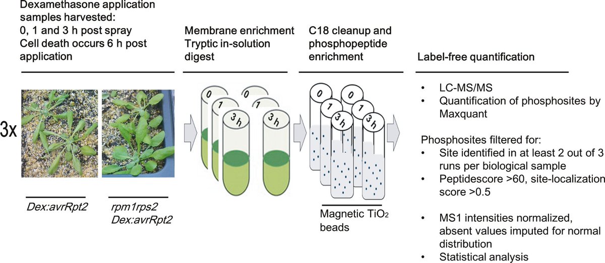 NewPhyt's tweet photo. Phosphoproteomic analysis during effector-triggered immunity @ShirasuLab @Yasu0407 @KenShirasu @GittaCoaker @Molina_CBGP @Thomas_Liebrand  https://t.co/JSns7nmXIQ https://t.co/KF3D3jzgL5
