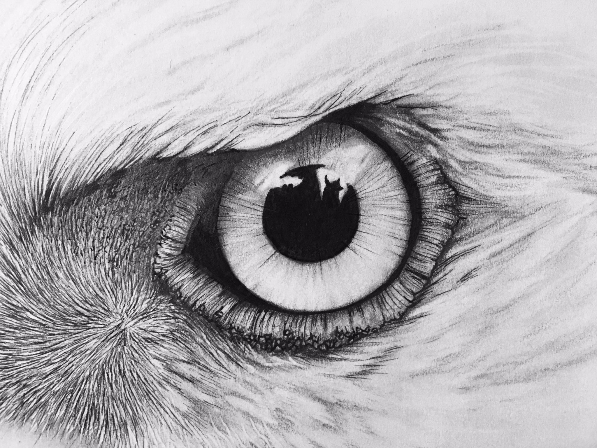 how to draw an eagle eye