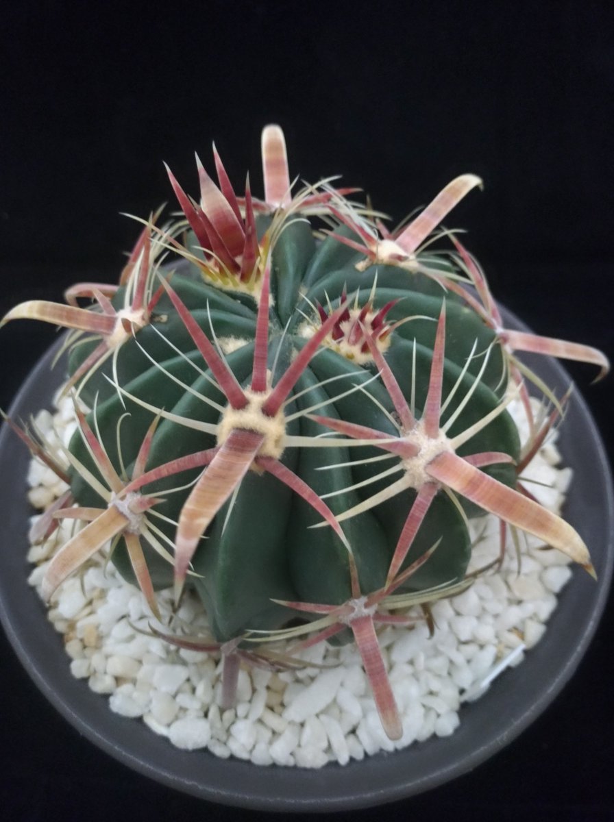 サボテン関係 19 1月