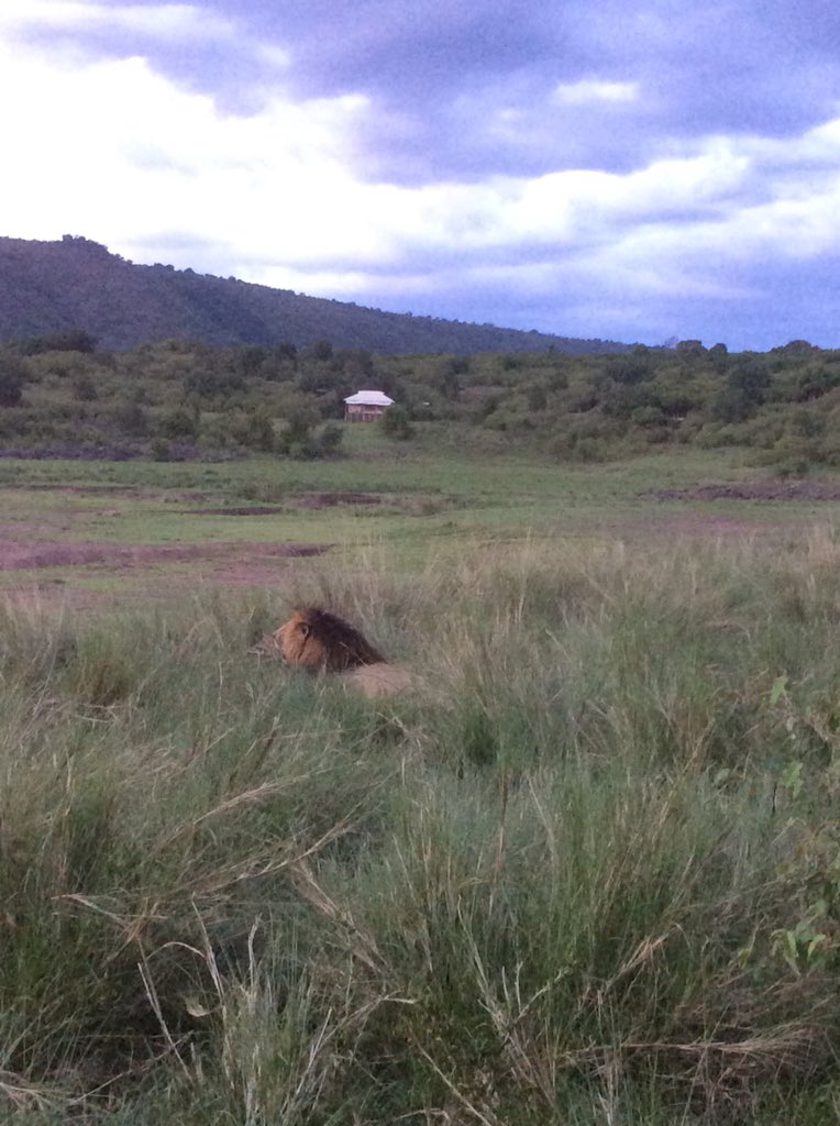 Tangulia Mara Camp tweet media